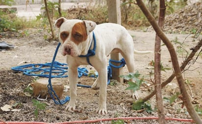 Niño muere atacado por sus perros pitbull en Chalco