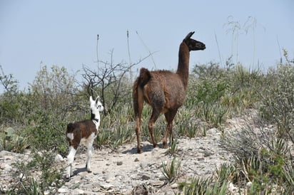 Una llama nace en el Ecoparque Monclova