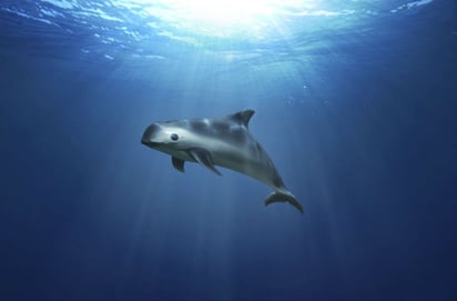 Refuerzan medidas de protección para la vaquita marina