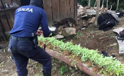 Honduras localiza cultivos de hoja de coca y laboratorio para procesar drogas