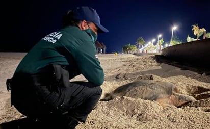 Desove en playas yucatecas