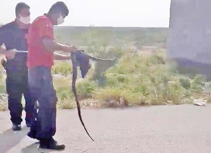 Víbora pone en alerta a familia de Sabinas