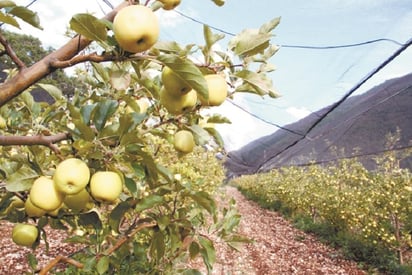 De nuevo cancelan la Feria de la Manzana para evitar contagios