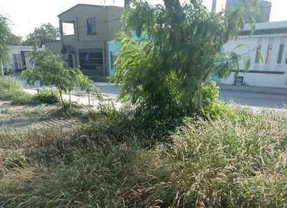 Los vecinos del sur de la ciudad claman limpieza en los lotes baldíos