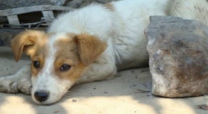 Las mascotas también pueden sufrir golpe de calor, advierte Protección Civil en Monclova