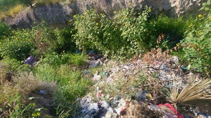 Las ratas invaden arroyo en la Mezquital en Monclova 