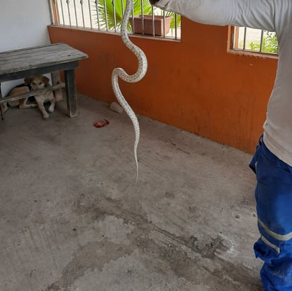 La ola de calor saca víboras en la Ramos Arizpe de Monclova 