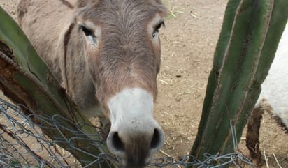 En Oaxaca, campesino acusa que jaguar mató a su burro y lo envenena