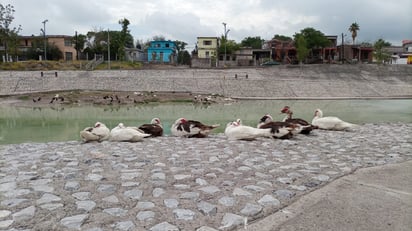 Los patos de Monclova ya tienen nidos