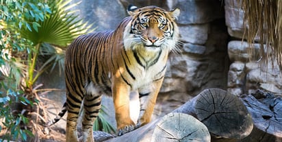 Una cuidadora de un zoológico muere en Chile por el ataque de un tigre