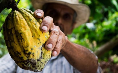 Chiapaneco, uno de los mejores cacaos de Cocoa of Excellence