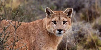 Niño mazateco muere tras ser atacado por un puma en Oaxaca