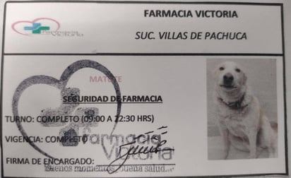 Perrito es contratado como jefe de seguridad de una farmacia en Hidalgo