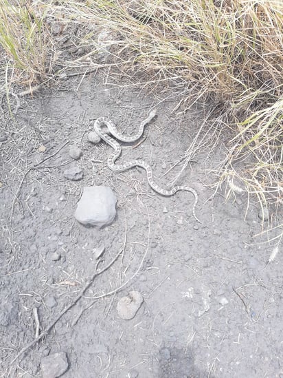 Los vecinos del sur claman limpieza en Monclova