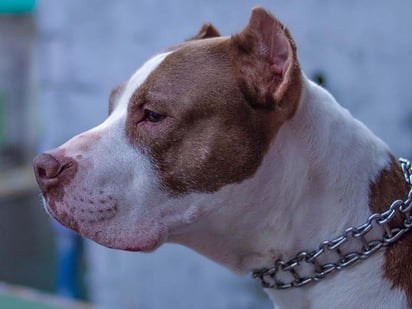 Abuelita es atacada por perro pitbull en Reino Unido; la mujer está en coma