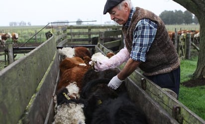 Ganaderos y frigoríficos de Argentina piden fin de restricción a exportación