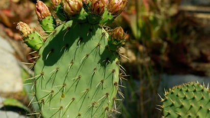 Conoce los nutrientes que tiene el nopal para ti