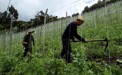 Políticas públicas pueden provocar deterioro en el campo: CNA