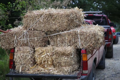 Precios altos de pacas hacen imposible alimentar al ganado