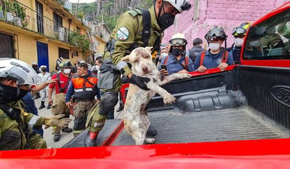 Milagro en el Cerro del Chiquihuite: rescatan con vida a perrita sepultada