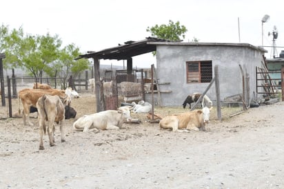 El gobierno federal mantiene abandonado el campo de Castaños 