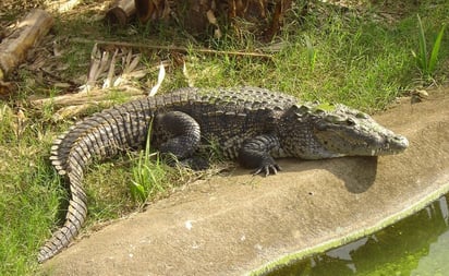 Cocodrilo ataca a turista en Nuevo Vallarta