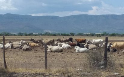 En Texas detectan becerros de Durango con tuberculosis