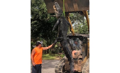 Atrapan a 'Godzilla de Florida', un caimán de más de 3 metros y medio