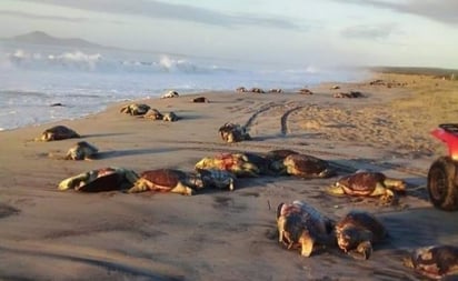 Redes de pesca ilegales causan muerte de 300 tortugas en Oaxaca