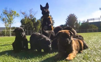 Policía de Pedro Escobedo busca hogar para dos cachorros