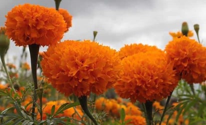 Habrá suficiente producción de flores para Día de Muertos