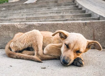 Las mascotas sufren abandono durante la pandemia