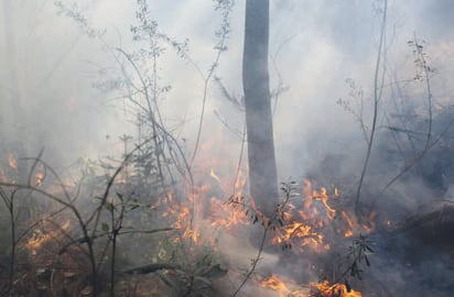 Las personas que provocan incendios en lotes baldíos son multadas