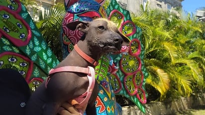 Xoloitzcuintle, el perro mexicano que custodia a los espíritus