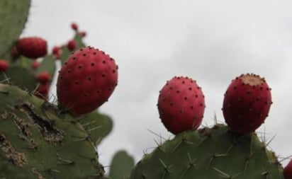 Usan cáscaras de tuna roja para enriquecer yogurt en la BUAP