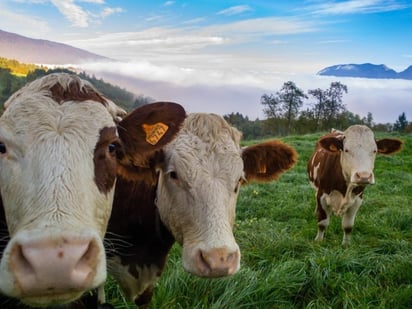 Descartan la relación de casos de vacas locas con el consumo de carne en Brasil