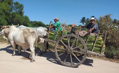 Rechazan comuneros convertir bosque en zona de explotación turística