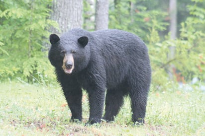 Oso Negro en peligro de extinción por caza ilegal