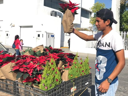 ¿Cuánto cuestan las nochebuenas para esta navidad? 