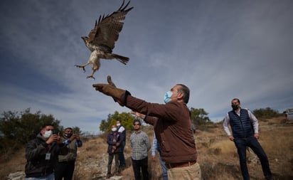 Tras ser rehabilitación, animales regresan a su hábitat