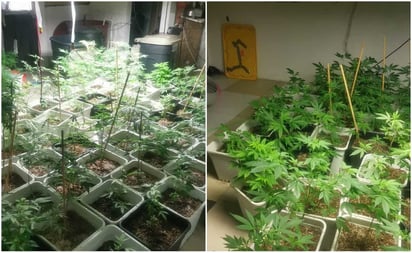 Hallan casa donde cultivaban marihuana en Tlalpan