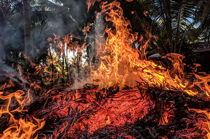 Casi 17 millones de vertebrados murieron en el incendio del Pantanal, Brasil