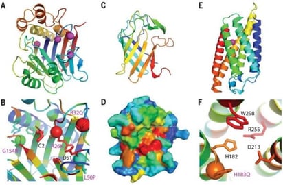 IA que predice la estructura de las proteínas, hallazgo del año para Science