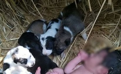 En la India abandonan a recién nacida en el campo; cachorros la protegieron del frío