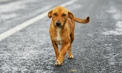 La importancia de preparar a las mascotas ante la pirotecnia