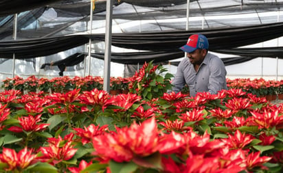 Fue buen año para flor de Noche Buena, dicen productores de Oaxaca