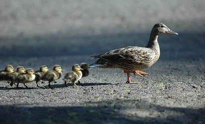 Un brote de gripe aviar mata a 5,000 aves en Israel