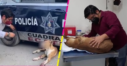 VIDEO: Colocan y explotan pirotecnia en el hocico de perrito