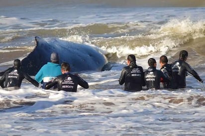 Rescatan a ballena atrapada en una malla en la Costa de Oaxaca