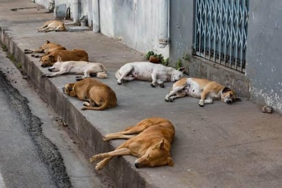 La importancia de la esterilización a mascotas